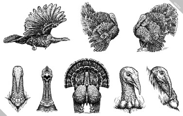 Vintage engraving isolated turkey set illustration ink sketch. Farm fowl background bird silhouette art. Black and white hand drawn vector image - obrazy, fototapety, plakaty