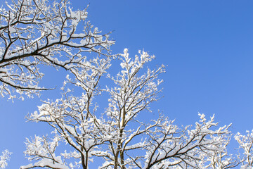 Winter Background with Branches in Snow and Ice Against the Blue Sky in Munich