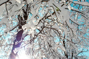 Winter Background with Branches in Snow and Ice Against the Blue Sky in Munich