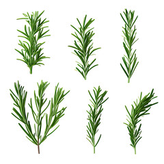 Set of green sprigs of fresh rosemary leaves isolated on white or transparent background