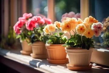 Foto op Plexiglas Сute flowers in pots stand on the windowsill, bright sunny day, closeup view © Andrii Fanta