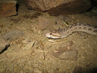 Echis carinatus Molt 
Snake skinning