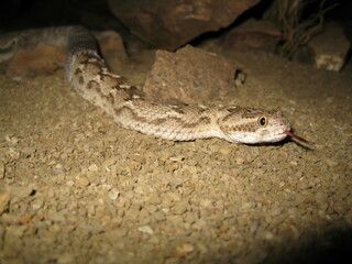 Echis carinatus Snake skinning