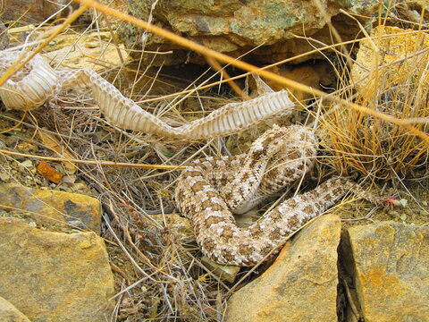 Pseudocerastes urarachnoides
Iran, Ilam province
