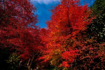 両子寺のモミジ