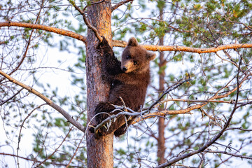 bear cub on tree