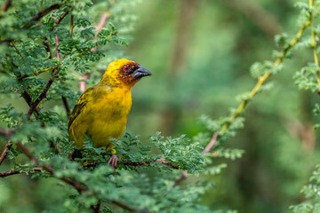 Colorful background with an exotic bird. Rüppell's weaver, Ploceus galbula