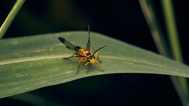 Details of a yellow wasp with blue wings perched on a grass. Joppa