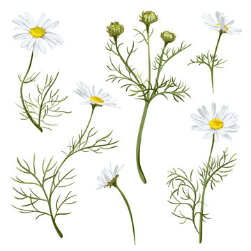 Colorful hand drawn sketch. Matricaria Chamomilla. Set of elements on a white background. Medical herb and spice. 
