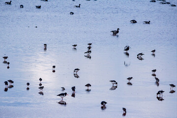 Exmouth estuary water birdds in early morning light. Oyster catchers, Brent geese, Dunlins and Redshanks feed in the cool blue morning light.