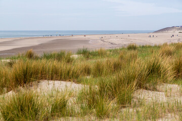 Sandy dunes with Marram grass (Ammophila arenaria) and beach; Burgh-Haamstede, Zeeland, Netherlands