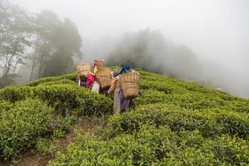 Women pickers plucking tea leaves in west bengal Darjeeling at height 2,100 metres 6,900 ft. - obrazy, fototapety, plakaty