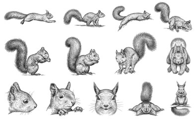 Vintage engraving isolated squirrel set illustration ink sketch. Forest background animal silhouette art. Black and white hand drawn image	