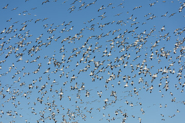 Migrating Snow Geese in Bosque del Apache, New Mexico