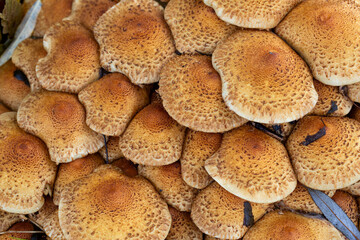 Cluster of fungus Shaggy scalycap (Pholiota squarrosa)