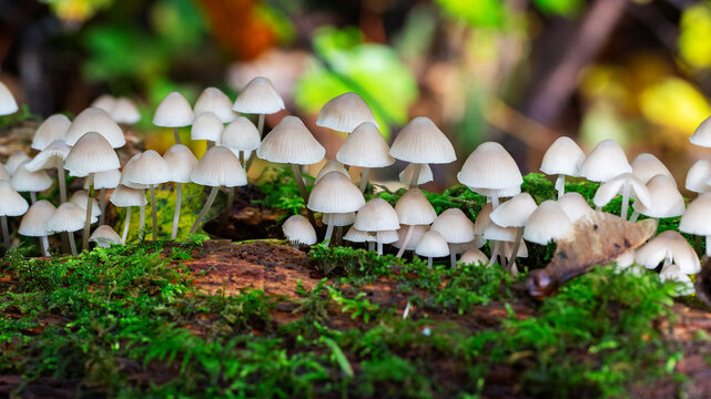 Cluster of fungus Angel's bonnet (Mycena arcangliana) on dead branch