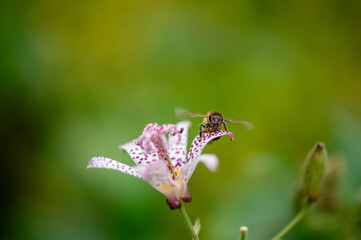 bug on a flower