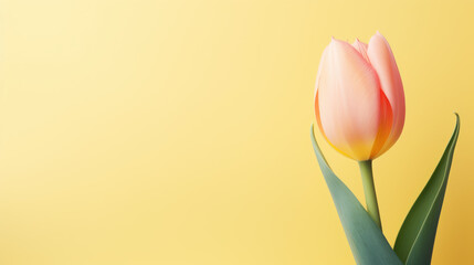 Tulip against a soft pastel background with copy space.