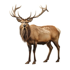Elk Cartoon Isolated White on a transparent background