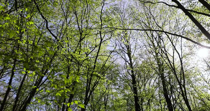 trees in the forest in the spring season, the first foliage on trees in the spring season in the park