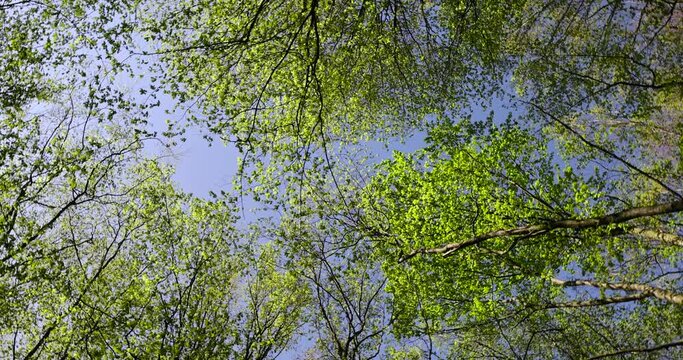 trees with the first green foliage in the forest in the spring season, the first foliage on deciduous trees in a mixed forest