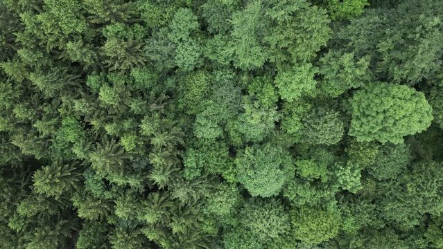 Dense forest on Rtanj mountain in eastern Serbia. Aerial perspective, top view.