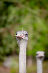 Close-up of the head of an ostrich.