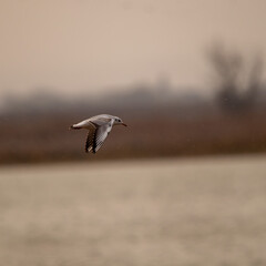 Vogel am Wasser 