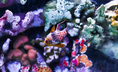 The pajama cardinalfish, spotted cardinalfish, coral cardinalfish, or polkadot cardinalfish (Sphaeramia nematoptera)