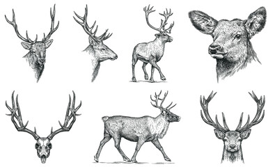 Vintage engraving isolated deer set illustration ink sketch. Northern reindeer background stag silhouette art. Black and white hand drawn image - obrazy, fototapety, plakaty