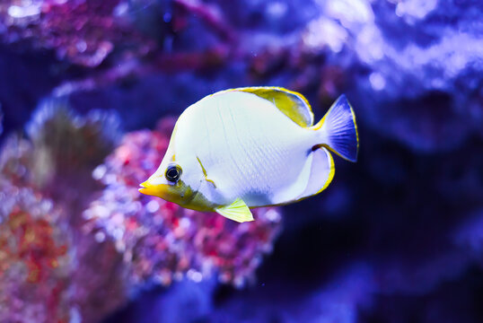 Chaetodon xanthocephalus, known commonly as the Yellowhead butterflyfish in aquarium in Thailand