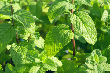 Green mint leaves close up