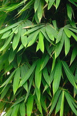 green bamboo leaves texture. lush bamboo tree.