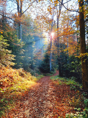 Beautiful autumn landscape with yellow trees and sun. Colorful foliage in the forest. Falling leaves natural background, Sljeme Croatia