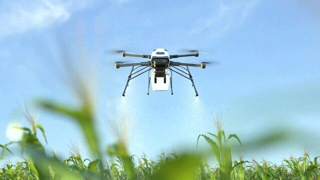 Drone spraying fertilizer on corn fields, Smart farming innovation, Agriculture technology