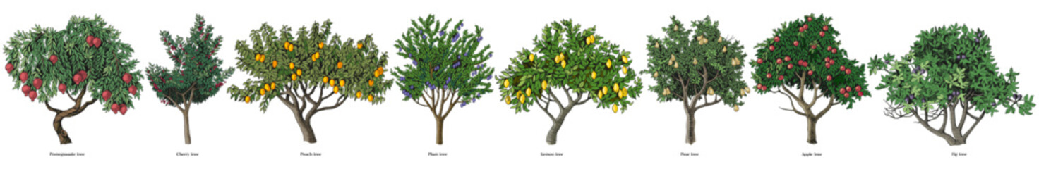 Hand drawn fruit trees collection - 689619188
