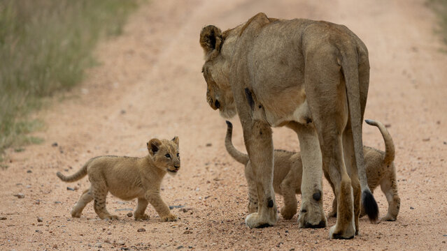 a lioness with tiny cubs on the road