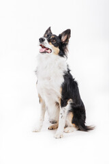 Border Collie posing in a studio shot on white background