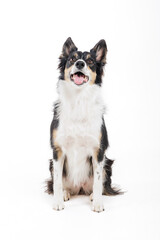 Portrait of a border collie dog sitting in front of the camera in a studio shot on white background
