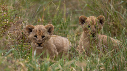 small lion cubs in the wild