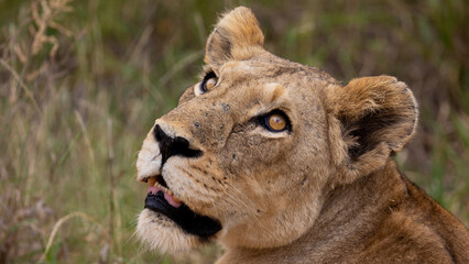 a lioness close-up portrait