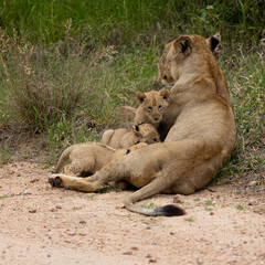a lioness with very young lion cubs