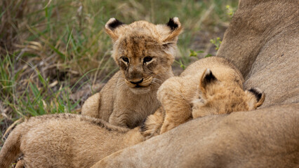 a lioness with very young lion cubs