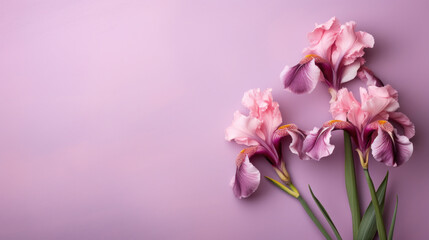 Beautiful iris flowers on color background, top view. Space for text