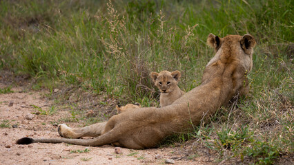 a lioness with very young lion cubs