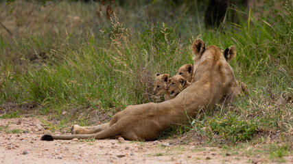 a lioness with very young lion cubs