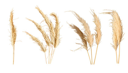 Set of dried grass on white  
