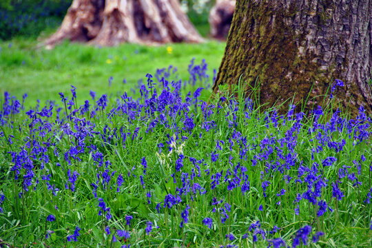 Bluebell Woods Bluebells Basildon Park Reading Berkshire