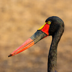 close-up of a saddle-billed stork male