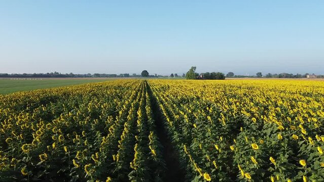 field of sunflower cultivation drone video